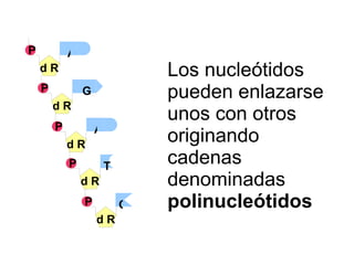 A d R P d R P G d R P T d R P C