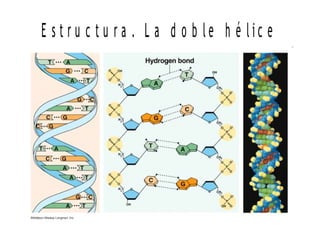 La estructura que hemos dibujado en un plano tiene en realidad tres dimensiones:
