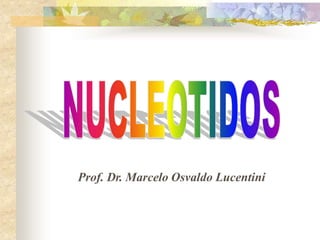 Prof. Dr. Marcelo Osvaldo Lucentini
 