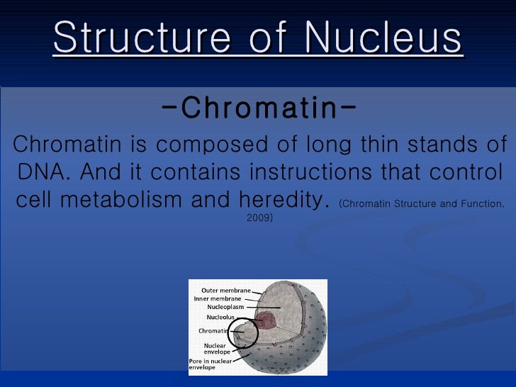 Nucleus Ppt