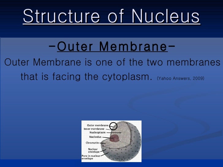 Function Of Nuclear Membrane Class 9 - sharedoc