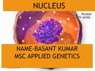 NUCLEUS
NAME-BASANT KUMAR
MSC APPLIED GENETICS
 