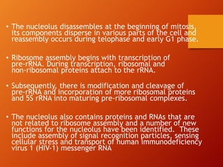Cell nucleus | PPTX