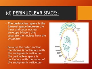 Perinuclear Inclusions Cell nucleus | PPTX