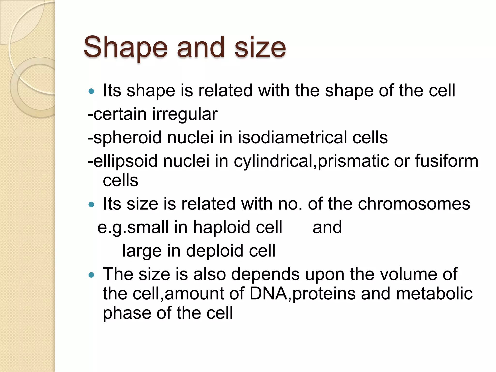 Shape and sizeIts shape is related with the shape of the cell-certain irregular-spheroid nuclei in isodiametrical cells-ellipsoid nuclei in cylindrical,prismatic or fusiform cellsIts size is related with no. of the chromosomese.g.small in haploid cell      and        large in deploid cellThe size is also depends upon the volume of the cell,amount of DNA,proteins and metabolic phase of the cell