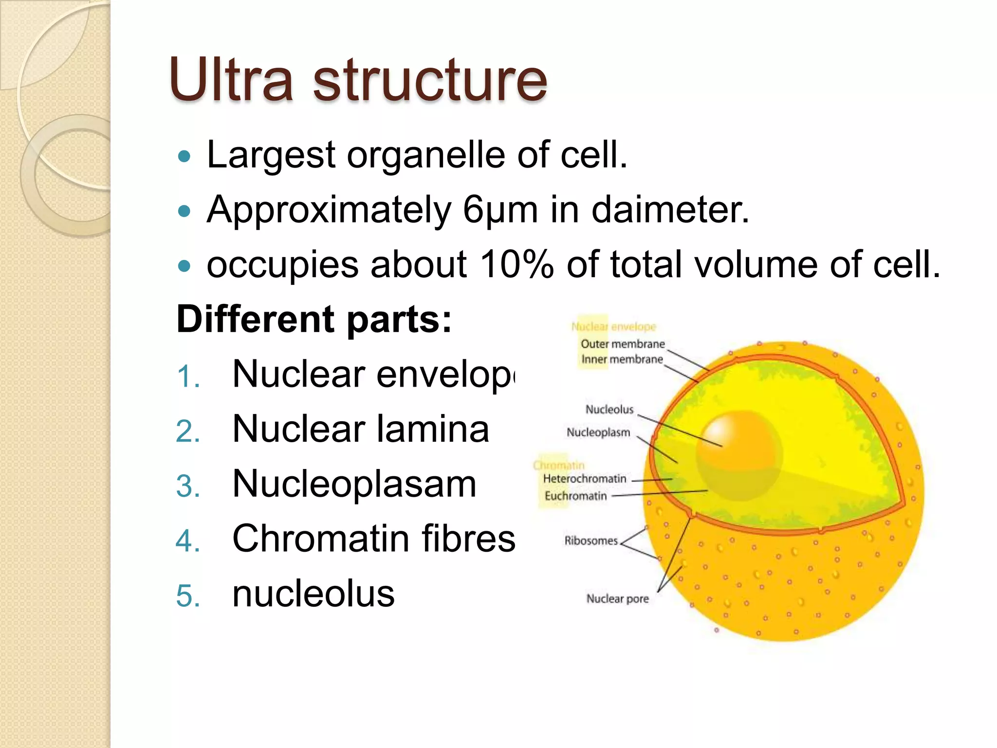 Ultra structure Largest organelle of cell.Approximately 6µm in daimeter.occupies about 10% of total volume of cell.Different parts:Nuclear envelopeNuclear laminaNucleoplasamChromatin fibresnucleolus 