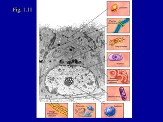 Fig. 1.11
 