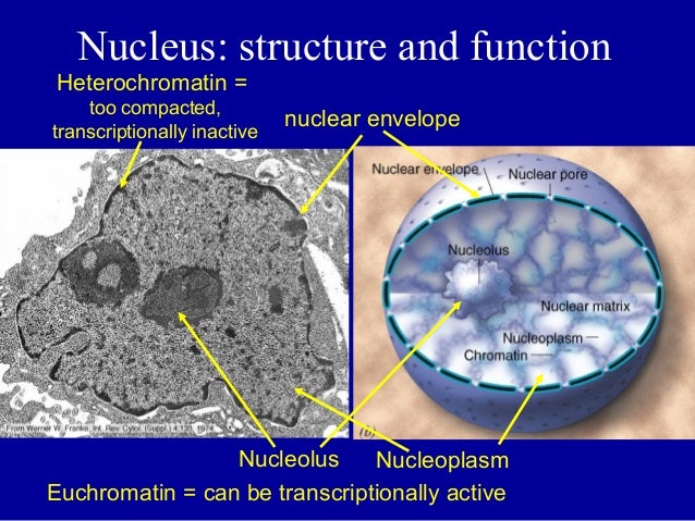 Nucleus