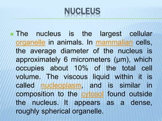 NUCLEUS
 The nucleus is the largest cellular
organelle in animals. In mammalian cells,
the average diameter of the nucleus is
approximately 6 micrometers (μm), which
occupies about 10% of the total cell
volume. The viscous liquid within it is
called nucleoplasm, and is similar in
composition to the cytosol found outside
the nucleus. It appears as a dense,
roughly spherical organelle.
 