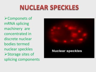 Nucleus | PDF