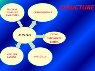 Subnuclear Structures Nucleus | PDF