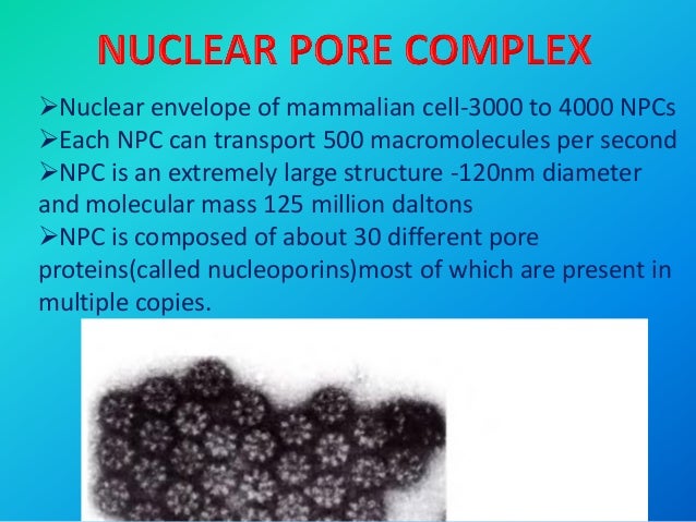 Nucleus