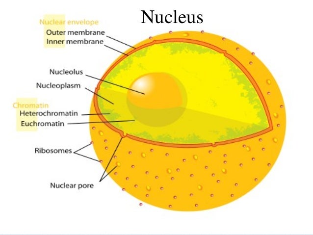 Nucleus