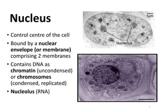 Nucleus
• Control centre of the cell
• Bound by a nuclear
envelope (or membrane)
comprising 2 membranes
• Contains DNA as
chromatin (uncondensed)
or chromosomes
(condensed, replicated)
• Nucleolus (RNA)
1
 