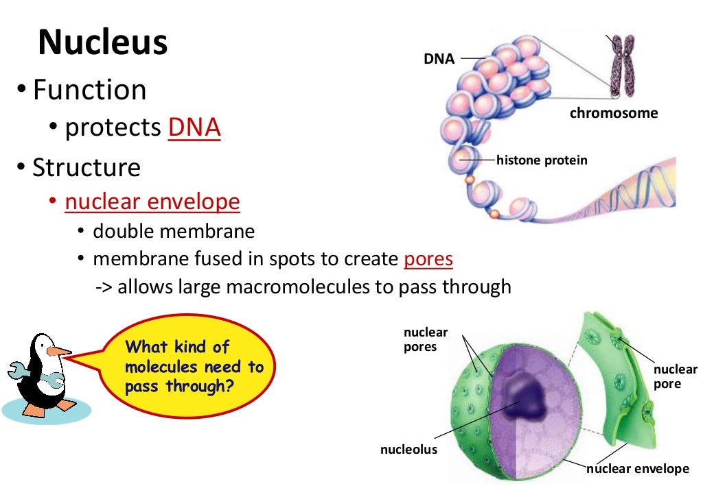 Nucleus