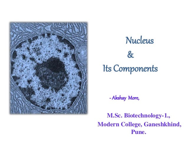 nucleus