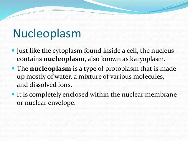 Nucleus Structure