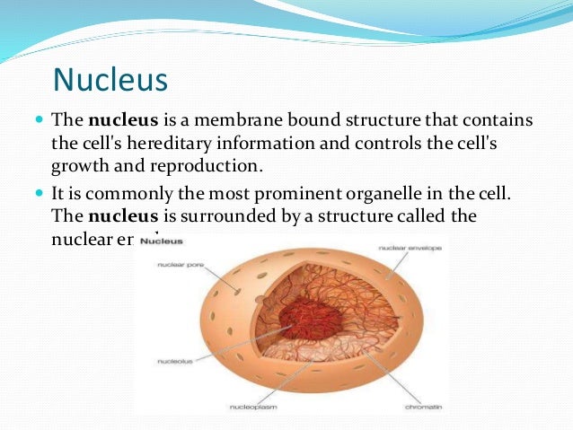 Nucleus Structure