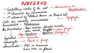 Nucleus