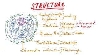 Nucleus