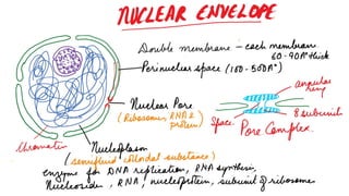 Nucleus
