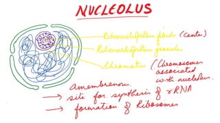 Nucleus