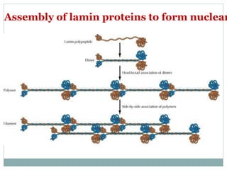 Assembly of lamin proteins to form nuclear
 