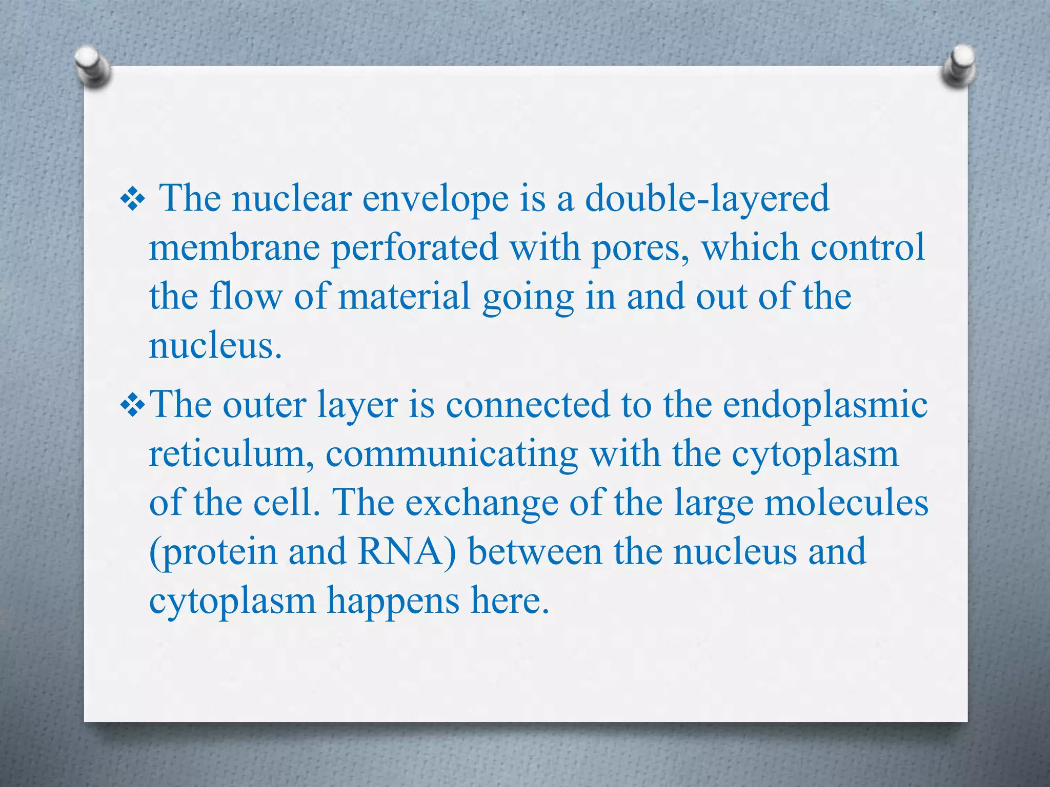  The nuclear envelope is a double-layered
membrane perforated with pores, which control
the flow of material going in and out of the
nucleus.
The outer layer is connected to the endoplasmic
reticulum, communicating with the cytoplasm
of the cell. The exchange of the large molecules
(protein and RNA) between the nucleus and
cytoplasm happens here.
 