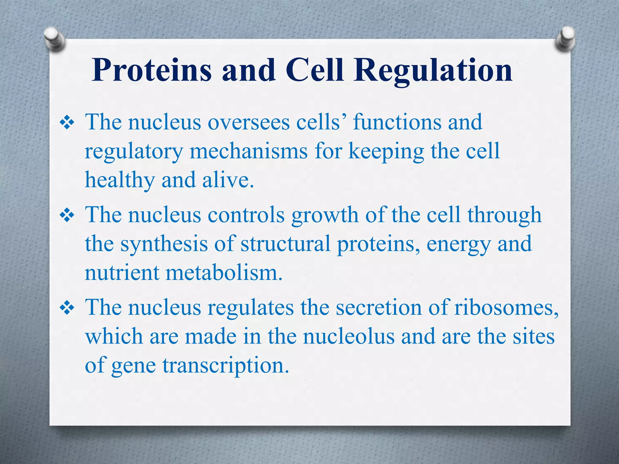 Proteins and Cell Regulation
 The nucleus oversees cells’ functions and
regulatory mechanisms for keeping the cell
healthy and alive.
 The nucleus controls growth of the cell through
the synthesis of structural proteins, energy and
nutrient metabolism.
 The nucleus regulates the secretion of ribosomes,
which are made in the nucleolus and are the sites
of gene transcription.
 