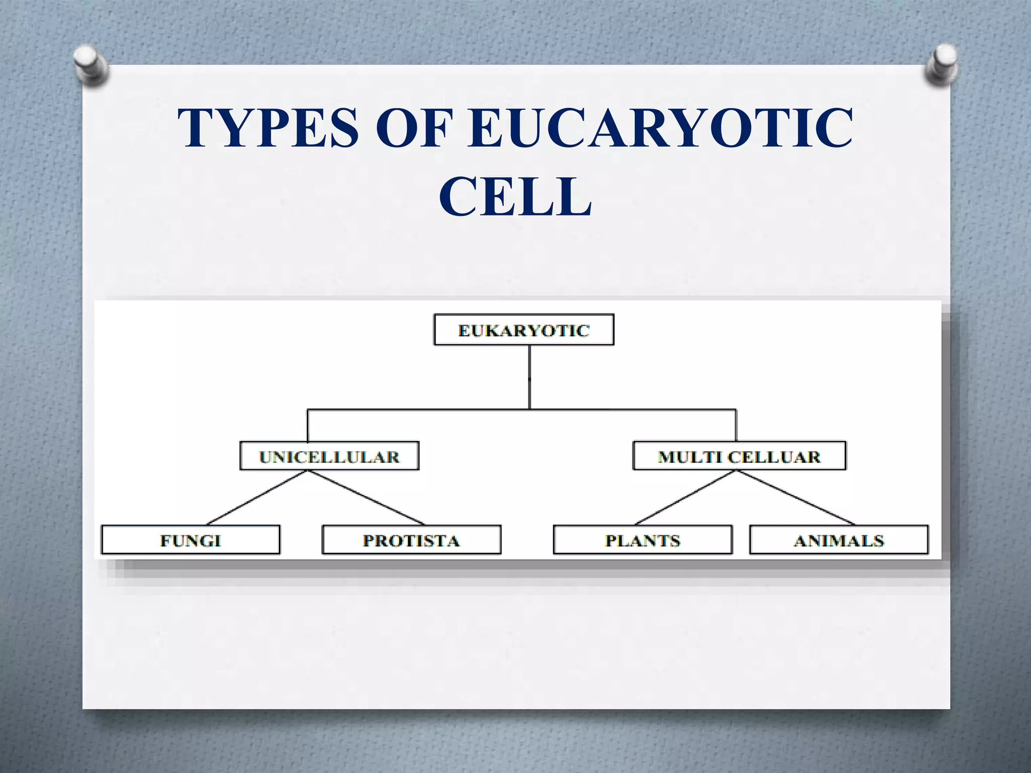TYPES OF EUCARYOTIC
CELL
 