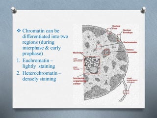  Chromatin can be
differentiated into two
regions (during
interphase & early
prophase)
1. Euchromatin –
lightly staining
2. Heterochromatin –
densely staining
 