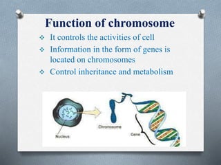 Function of chromosome
 It controls the activities of cell
 Information in the form of genes is
located on chromosomes
 Control inheritance and metabolism
 
