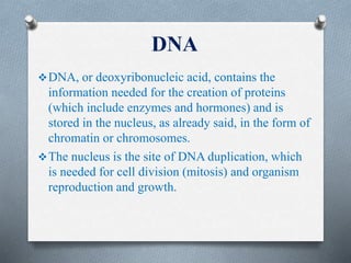 DNA
DNA, or deoxyribonucleic acid, contains the
information needed for the creation of proteins
(which include enzymes and hormones) and is
stored in the nucleus, as already said, in the form of
chromatin or chromosomes.
The nucleus is the site of DNA duplication, which
is needed for cell division (mitosis) and organism
reproduction and growth.
 