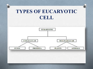 TYPES OF EUCARYOTIC
CELL
 