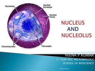 VEENA P KUMAR
1st YEAR MSC.MICROBIOLOGY
SCHOOL OF BIOSCIENCE
Veena P Kumar 1
 