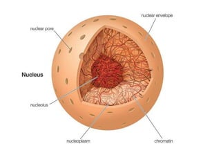 Nucleus Graphics Nucleus | PPTX