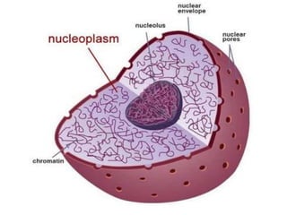 Nucleus Graphics Nucleus | PPTX