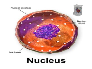 Nucleus Graphics Nucleus | PPTX