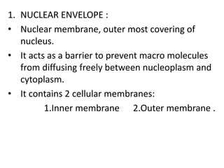 1. NUCLEAR ENVELOPE :
• Nuclear membrane, outer most covering of
nucleus.
• It acts as a barrier to prevent macro molecules
from diffusing freely between nucleoplasm and
cytoplasm.
• It contains 2 cellular membranes:
1.Inner membrane 2.Outer membrane .
 