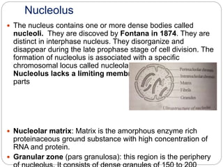 Nucleus