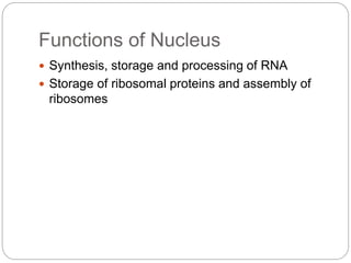 Nucleus