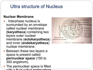 Nucleus