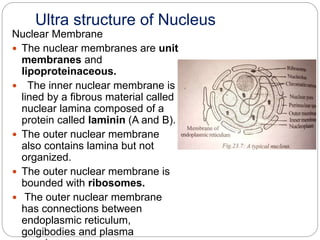 Nucleus