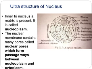 Nucleus