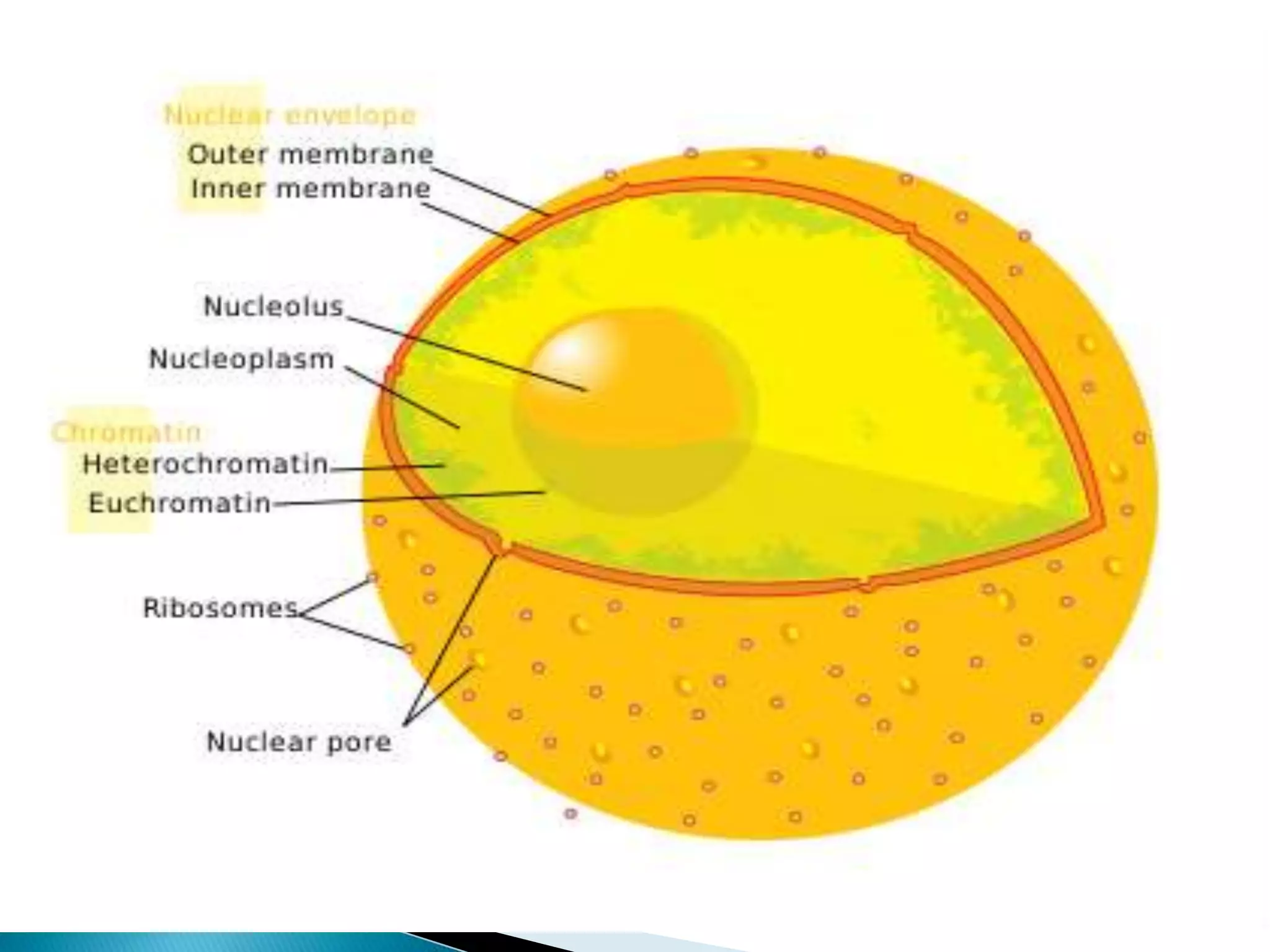 Nucleus The Heart Of The Cell Cellular Organelles Ppt