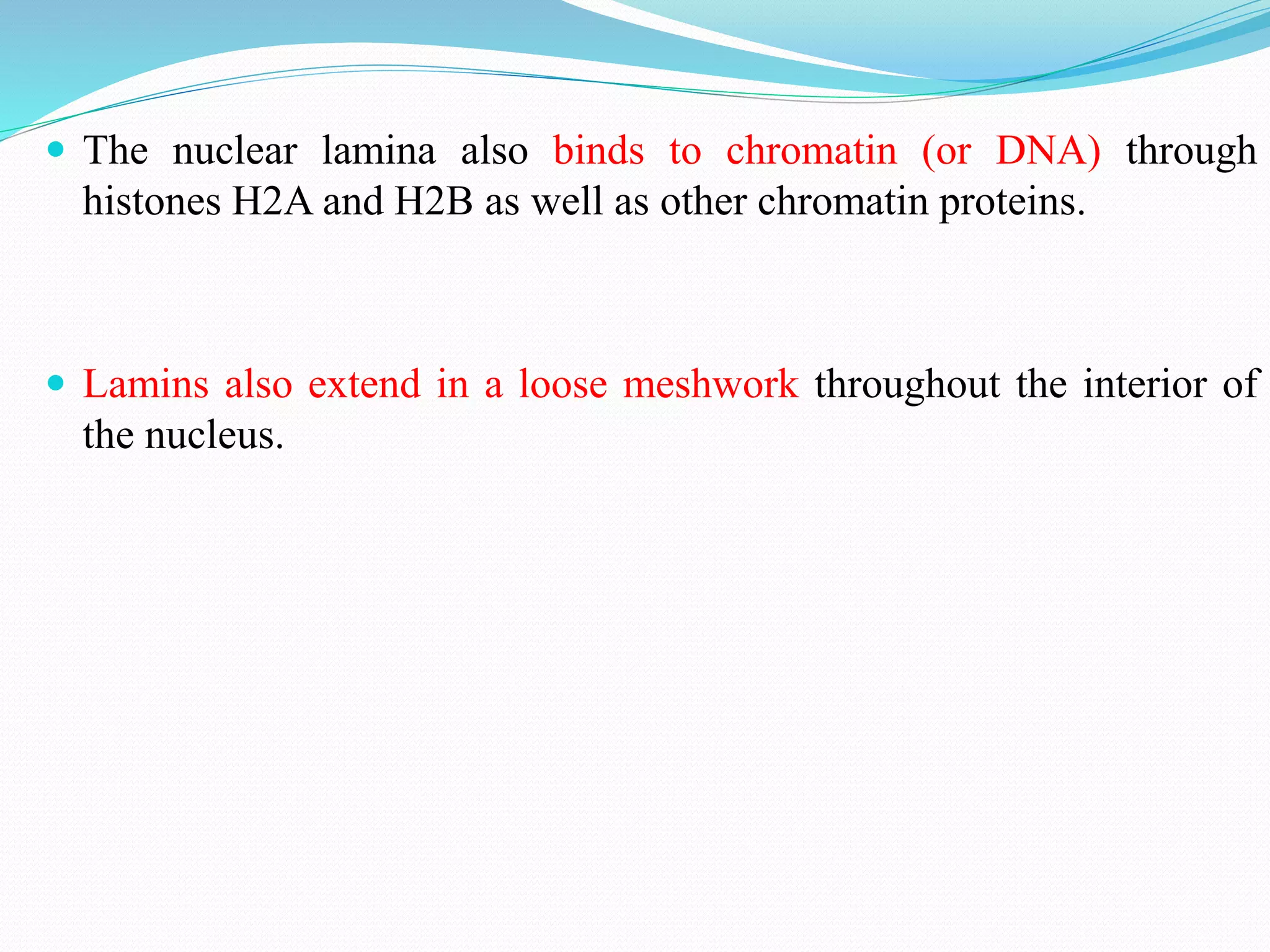  The nuclear lamina also binds to chromatin (or DNA) through
histones H2A and H2B as well as other chromatin proteins.
 Lamins also extend in a loose meshwork throughout the interior of
the nucleus.
 