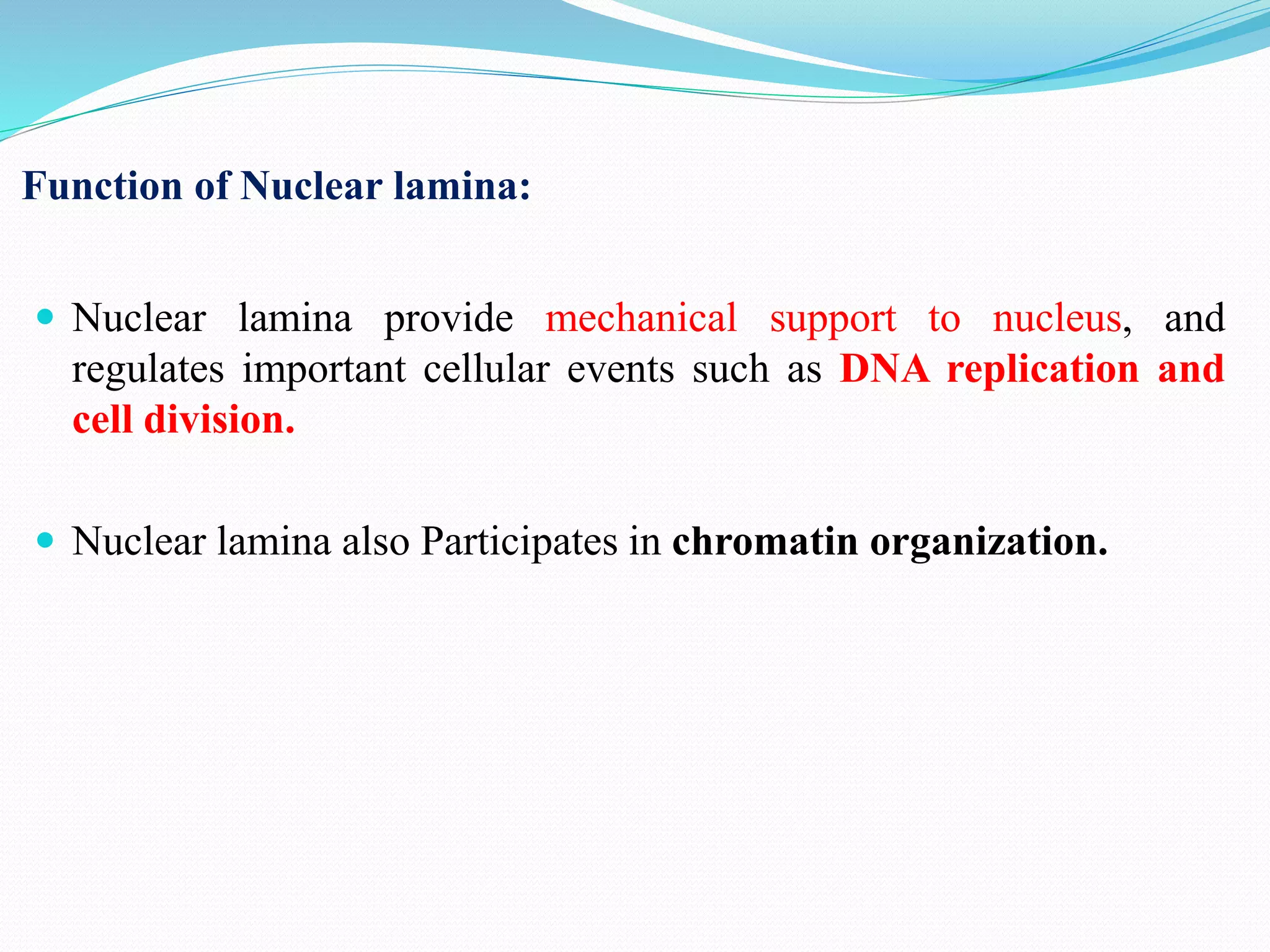 Function of Nuclear lamina:
 Nuclear lamina provide mechanical support to nucleus, and
regulates important cellular events such as DNA replication and
cell division.
 Nuclear lamina also Participates in chromatin organization.
 