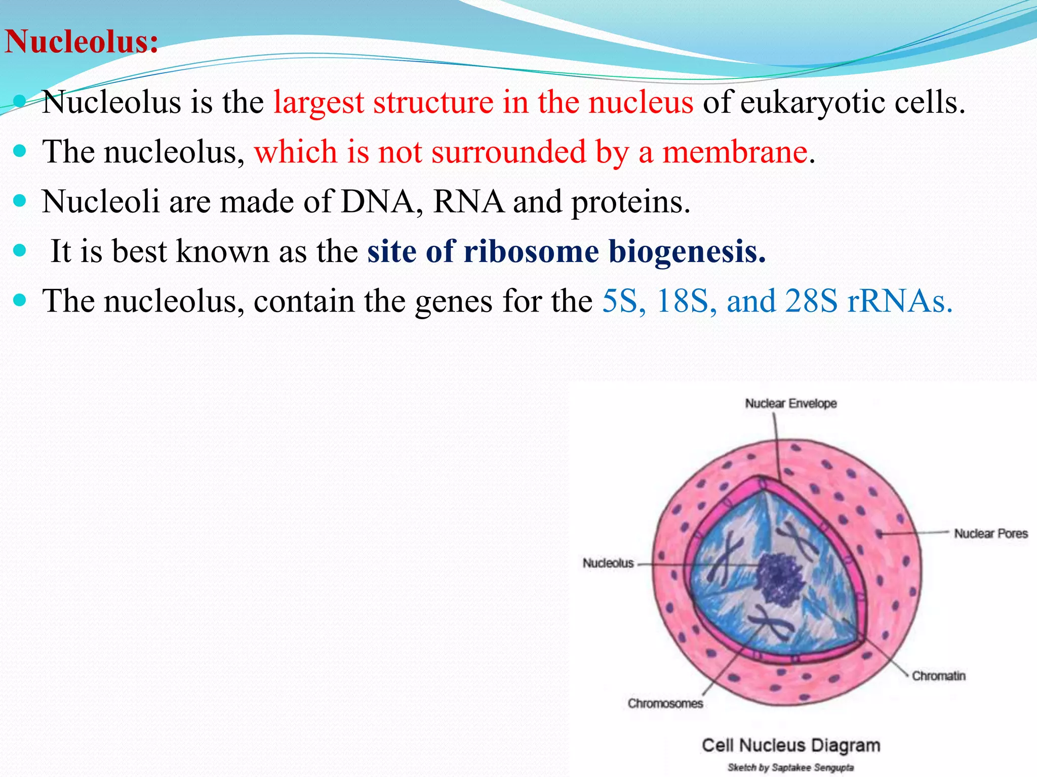 Nucleolus:
 Nucleolus is the largest structure in the nucleus of eukaryotic cells.
 The nucleolus, which is not surrounded by a membrane.
 Nucleoli are made of DNA, RNA and proteins.
 It is best known as the site of ribosome biogenesis.
 The nucleolus, contain the genes for the 5S, 18S, and 28S rRNAs.
 