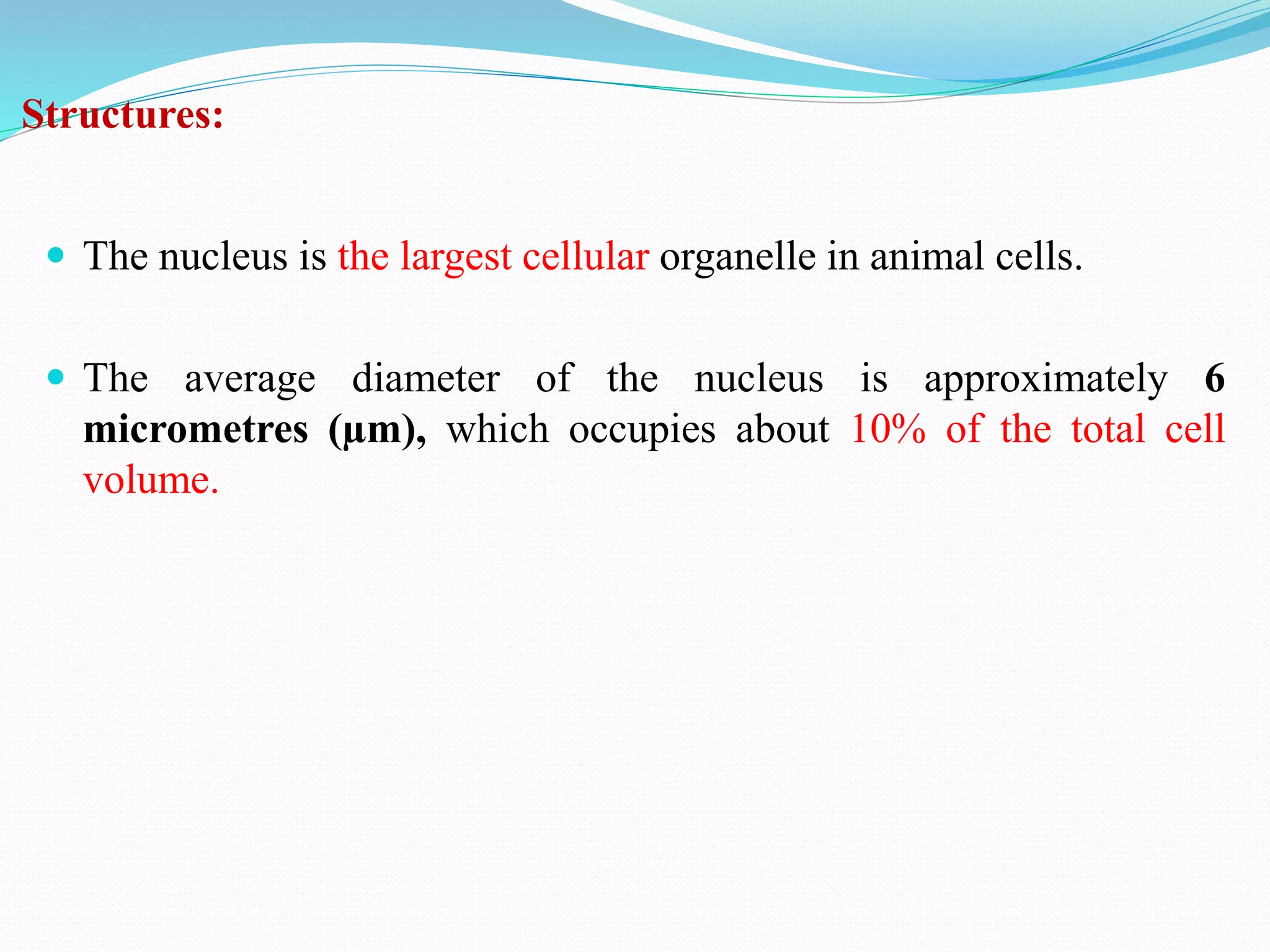 Structures:
 The nucleus is the largest cellular organelle in animal cells.
 The average diameter of the nucleus is approximately 6
micrometres (µm), which occupies about 10% of the total cell
volume.
 