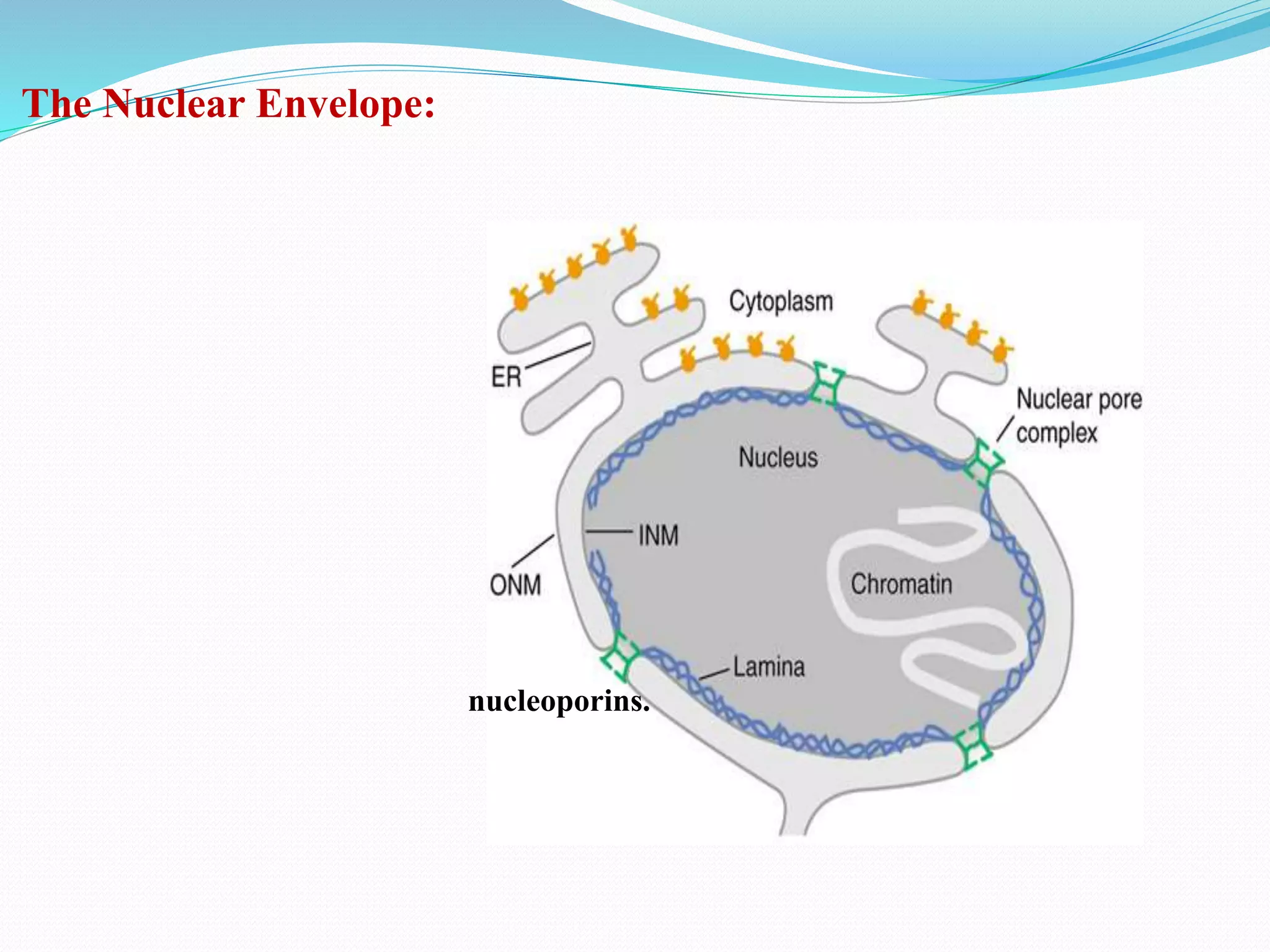 The Nuclear Envelope:
nucleoporins.
 